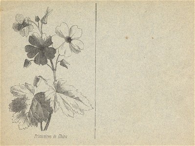 cahier n3 fleurs p14