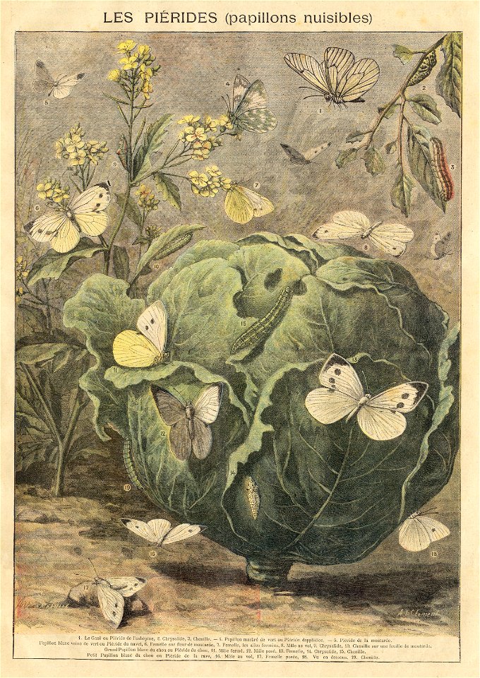 ptitjournal 13 juin 1897 in