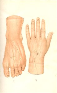 atlas anatomie 7