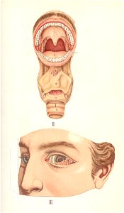 atlas anatomie 5