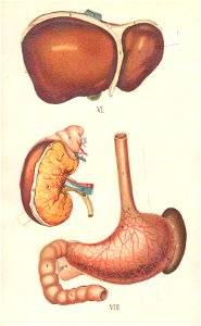 atlas anatomie 8