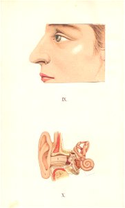 atlas anatomie 10