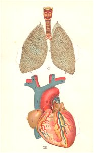 atlas anatomie 12