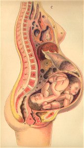 anatomere c