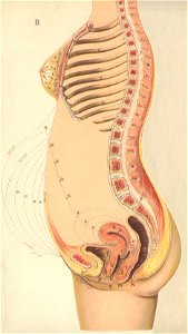 anatomere b