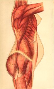 anatomere a
