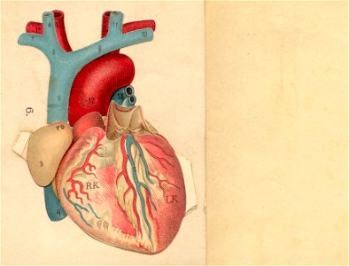 anatomie coeur 1