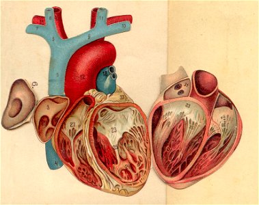 anatomie coeur 3