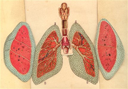 anatomie poumons 4