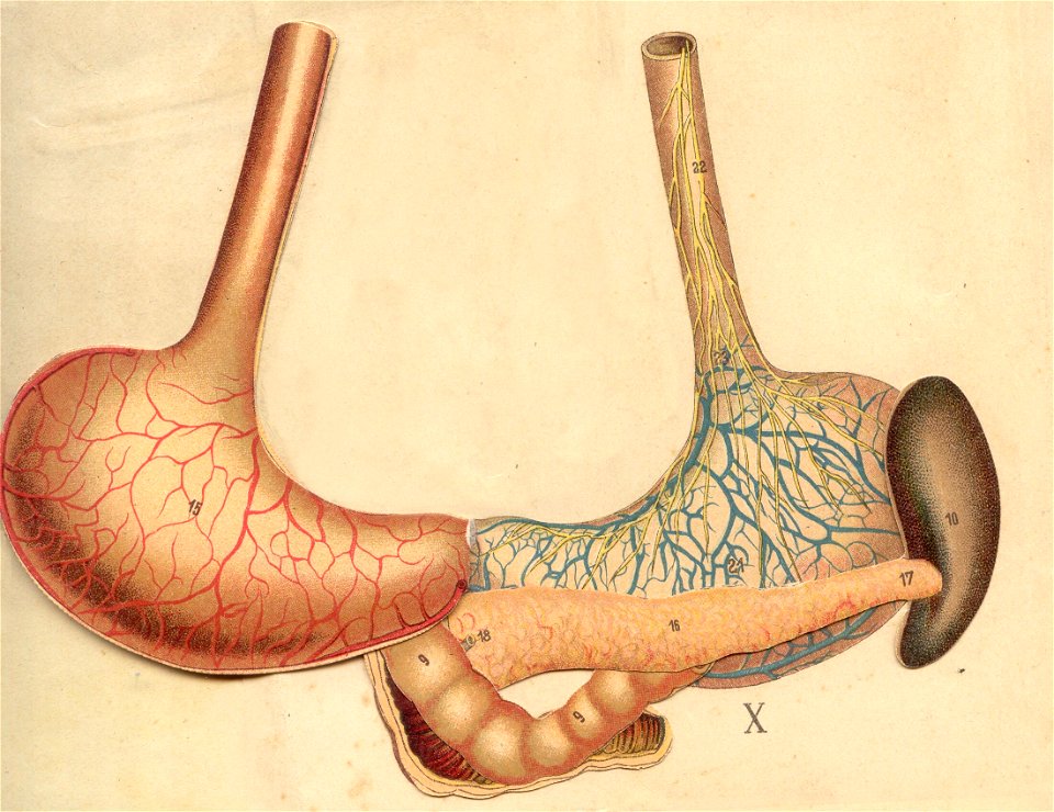 anatomie foie rein estomac 3