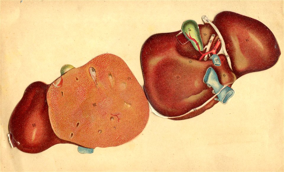 anatomie foie rein estomac 4