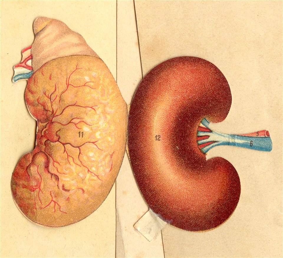 anatomie foie rein estomac 6