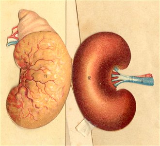 anatomie foie rein estomac 6
