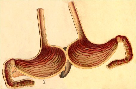 anatomie foie rein estomac 2