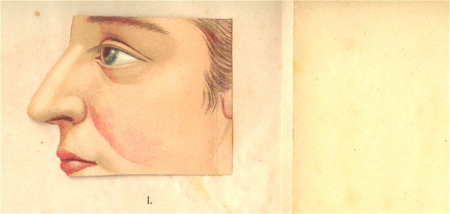 anatomie nez1