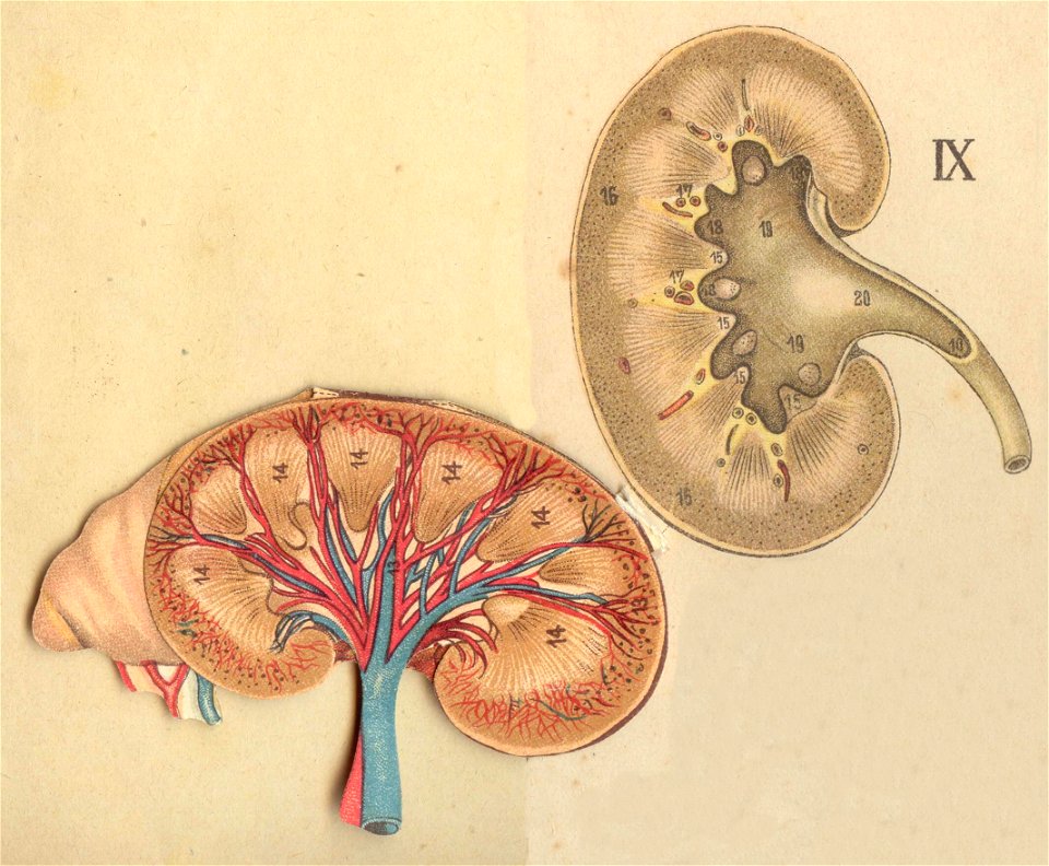 anatomie foie rein estomac7