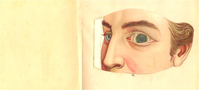 anatomie oeil 1