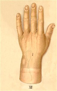 anatomie main 1
