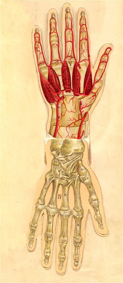 anatomie main 3