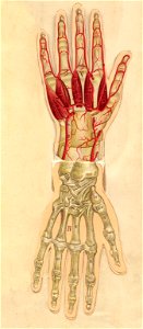 anatomie main 3