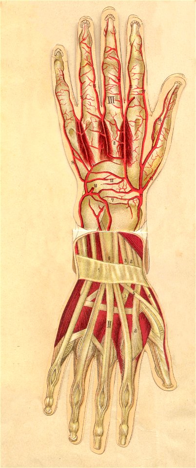 anatomie main 2