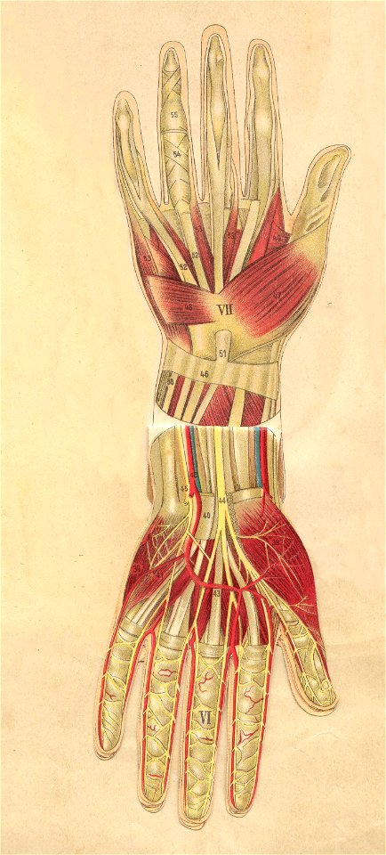 anatomie main 4