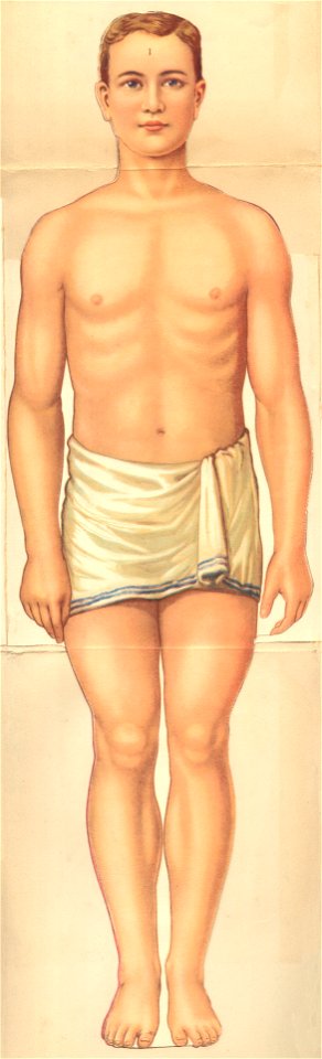 d anato homme a