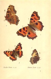 papillons d 1