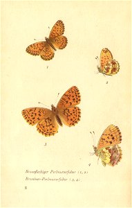 papillons d 4