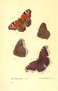 papillons d 2