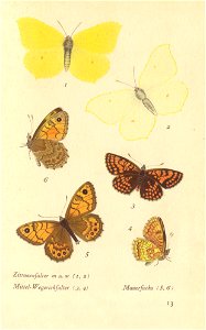 papillons d 9