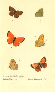 papillons d 11