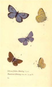 papillons d 8