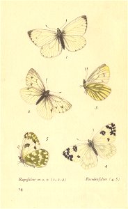 papillons d 10