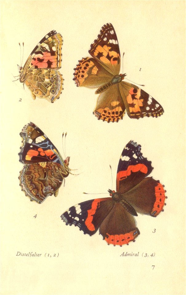papillons d 3