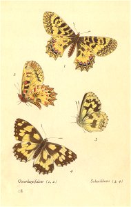 papillons d 15