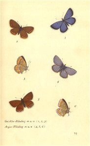papillons d 14
