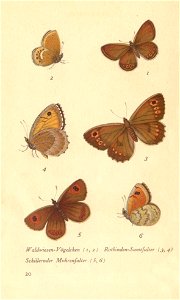 papillons d 16