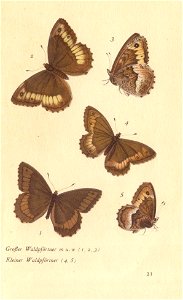 papillons d 17