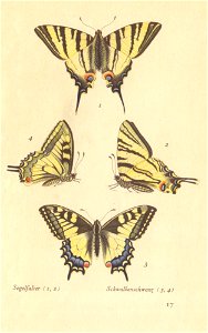 papillons d 13