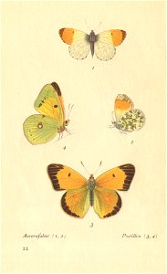 papillons d 18