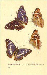 papillons d 21