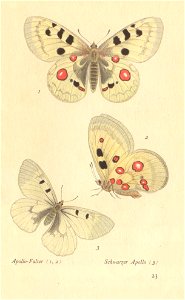 papillons d 19