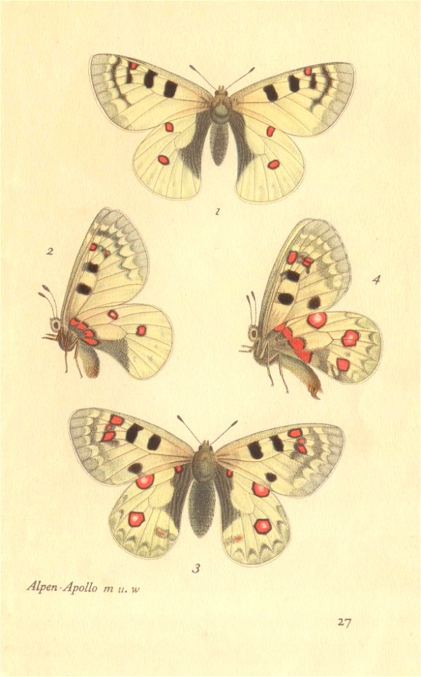 papillons d 23