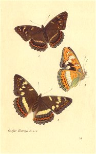 papillons d 20