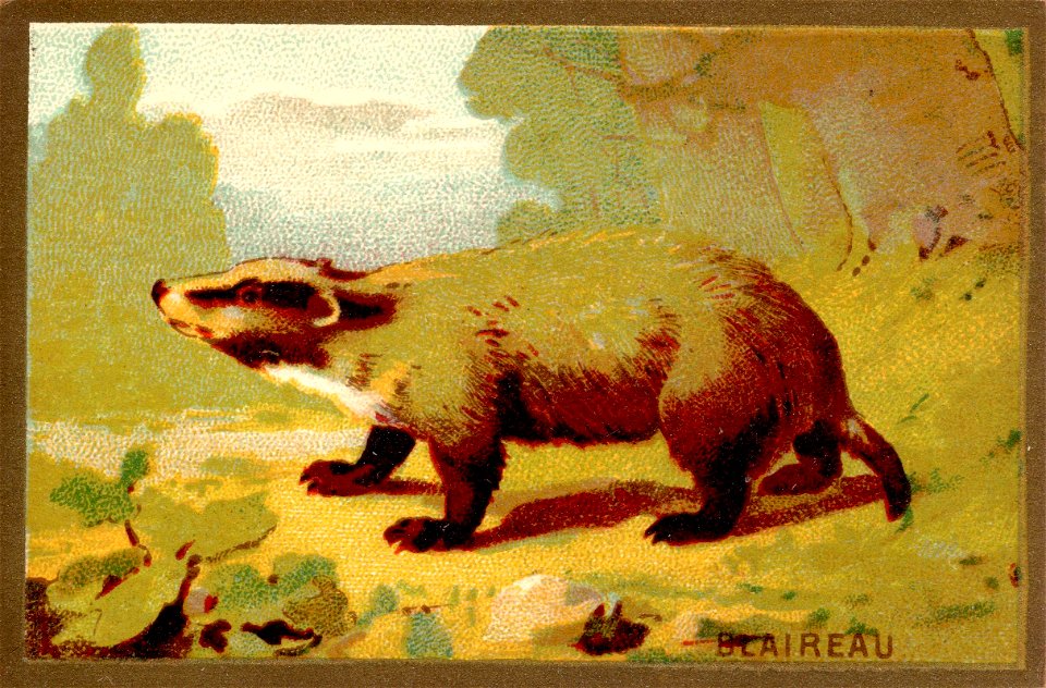 blaireau