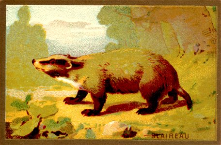blaireau