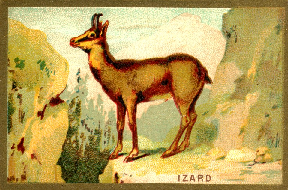 izard