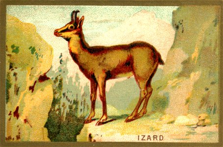 izard. Free illustration for personal and commercial use.