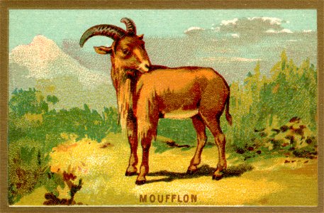 mouflon. Free illustration for personal and commercial use.